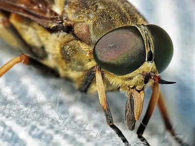 Гигантский кровопийца (бычий слепень, Tabanus bovinus).