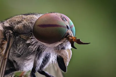 Слепень серый большой Tabanus autumnalis Linnaeus, 1761