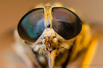 Бледный гигантский слепень, Bovinus Tabanus Стоковое Изображение -  изображение насчитывающей бело, цветок: 62526933