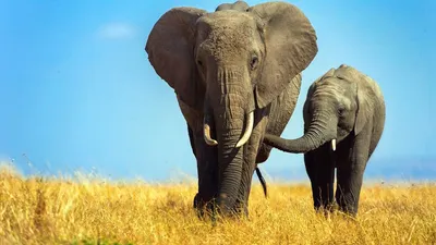 Саванна. Закат. большой слон и слон…» — создано в Шедевруме