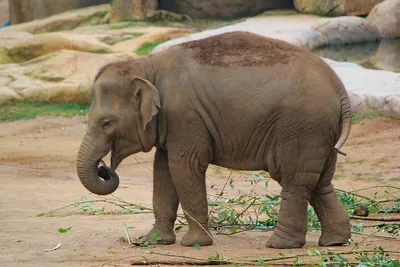Почему слоны в Китае двинулись в 500-километровый поход? - BBC News Русская  служба