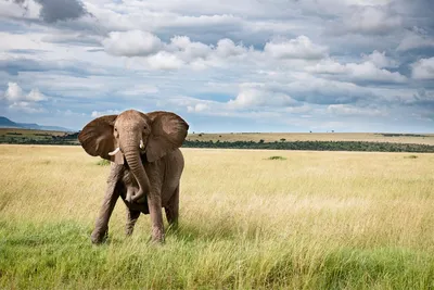 Изображение слоны поднимает вверх тимберс Стоковое Фото - изображение  насчитывающей ежедневно, слон: 79414424