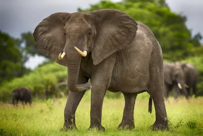 В казанском цирке слон напал на рабочего — РБК
