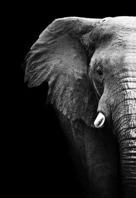 Бесплатные стоковые фото на тему африканский слон, большой, вид сбоку,  грязная дорога, дикая природа, дикий, животное, млекопитающее, на открытом  воздухе, парк, переход, путешествовать, сафари, слон