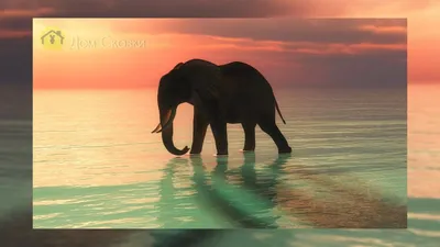 Слон идет через водопой в африке. | Премиум Фото