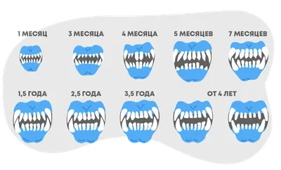 Смена зубов у собак фото