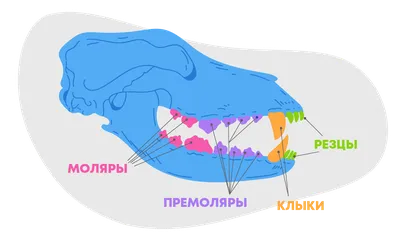 Смена зубов у щенков