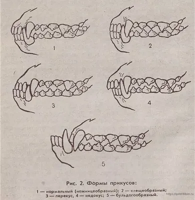 Зубы у собаки – строение челюсти и рекомендации по уходу – ProPlan.ru