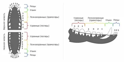 https://dzen.ru/a/ZKKdr1E01U64ZHOp