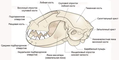 Смена зубов у собаки - YouTube