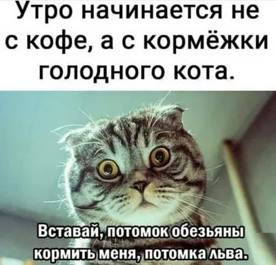 😄😄😄самые смешные и озорные коты 🐈 Подписывайся 👉 @insta_pussies ⠀  Ставь уведомления о новых постах🔔 ⠀ #кот #коты #котики #кошка #прикол… |  Instagram