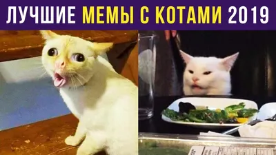 ТОП 5. Смешные коты