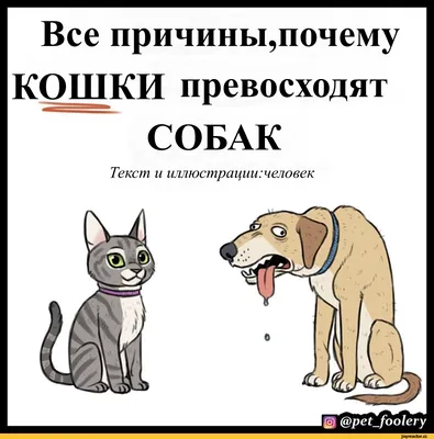 смешные коты » uCrazy.ru - Источник Хорошего Настроения