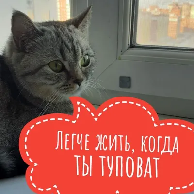 😄😄😄самые смешные и озорные коты 🐈 Подписывайся 👉 @insta_pussies ⠀  Ставь уведомления о новых постах🔔 ⠀ #кот #коты #котики #кошка #прикол… |  Instagram