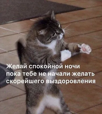 😄😄😄самые смешные и озорные коты 🐈 Подписывайся 👉 @insta_pussies ⠀  Ставь уведомления о новых постах🔔 ⠀ #кот #коты #котики #кошка #прикол… |  Instagram