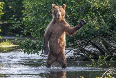 Представлены самые смешные фото животных от финалистов Comedy Wildlife  Photo Awards