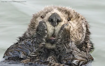 Самые смешные фотографии животных Comedy Wildlife Photography Awards 2022 |  Пикабу