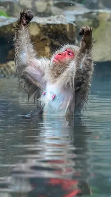 Comedy Wildlife Photography Awards показала самых смешных животных года |  НашКиїв.UA