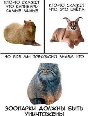 Смешные картинки ❘ 25 фото от 7 декабря 2023 | Екабу.ру - развлекательный  портал