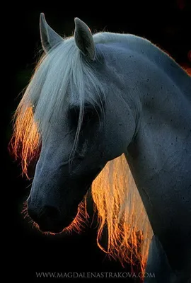 Pin by Patrycja Zamojska on Konie in 2023 | Animal drawings, Horse  drawings, Horse drawing