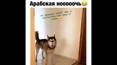 СМЕШНЫЕ ЖИВОТНЫЕ/Я РЖАЛ ДО СЛЁЗ😂/Подборка свежих приколов с кошками и  собаками! | Pets Religion | Дзен