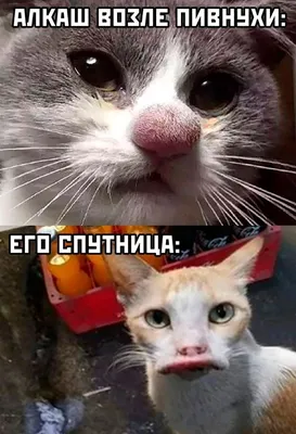 Я РЖАЛ ДО СЛЕЗ 😹 СМЕШНЫЕ КОШКИ И СОБАКИ | СМЕШНЫЕ ЖИВОТНЫЕ 2023 😹 ЛУЧШИЕ  ПРИКОЛЫ #56 - YouTube