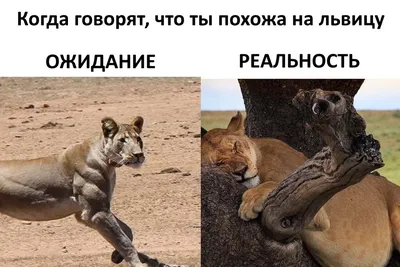 Новый Год :: елка :: котэ (прикольные картинки с кошками) / смешные  картинки и другие приколы: комиксы, гиф анимация, видео, лучший  интеллектуальный юмор.