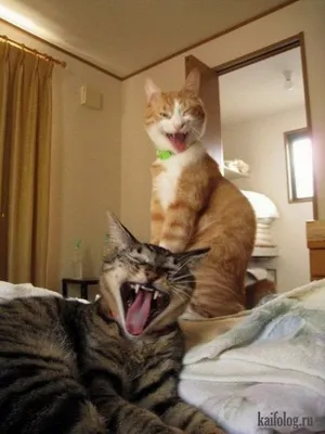 Смешные коты