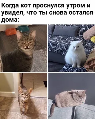 Смешные коты (22 фото) | Прикол.ру - приколы, картинки, фотки и розыгрыши!