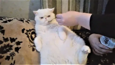 Приколы с котами || Кот влюблённый в пылесос || Смешные коты - Coub - The  Biggest Video Meme Platform