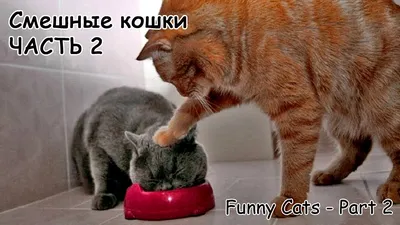 Смешные Кошки Домашний Питомец Кот - Бесплатное фото на Pixabay - Pixabay