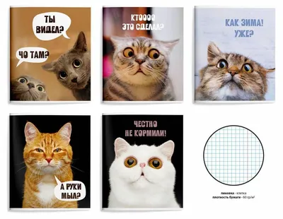 смешные кошки домашние животные фон И картинка для бесплатной загрузки -  Pngtree