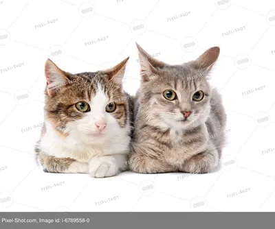смешные кошки в корзине на полу Стоковое Изображение - изображение  насчитывающей кошачий, котенок: 157059123