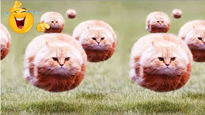 Смешные кошки картинки - 69 фото
