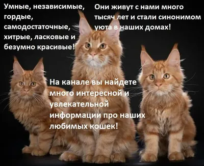 смешные коты :: котэ картинки :: смешные картинки (фото приколы) :: котики  / смешные картинки и другие приколы: комиксы, гиф анимация, видео, лучший  интеллектуальный юмор.