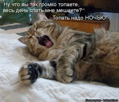 Смешные коты/ Funny cats