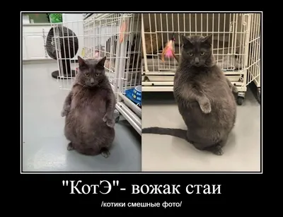 Смешные коты» — создано в Шедевруме