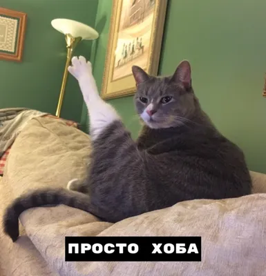 Смешные коты