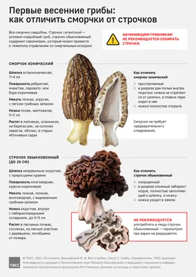 Первые грибы сморчки и строчки: как отличить и правильно обработать -  Инфографика ТАСС