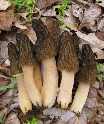 Сморчок высокий (Morchella elata) фото и описание