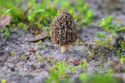 Сморчки - первые весенние грибы. | Пикабу