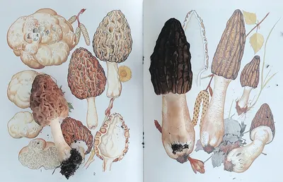 Ядовитые сморчки и другие ранние грибы: фото и отличия от съедобных | 360°