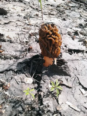 Чем полезны сморчки 🍄 Эти редкие грибы очищают лимфу и кровь. Настойка  сморчков рекомендуется при: .. | ВКонтакте