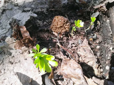 Сморчки грибы сморчки сморчок сушеные сморчки крупного помола сморчок  съедобный 50 г PL (ID#1526291251), цена: 436.50 ₴, купить на Prom.ua