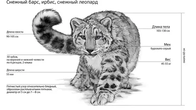 Почему исчезает снежный барс