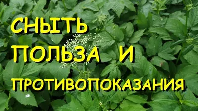 Сныть обыкновенная - Сныть - Травянистые растения для открытого грунта -  GreenInfo.ru