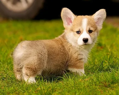 Самые маленькие собачки в мире | МанкиБлог | Дзен