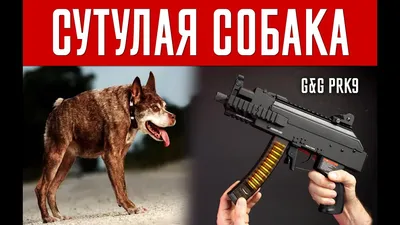 А где у нас собака сутулая