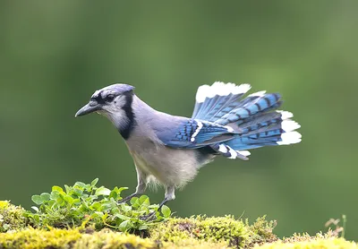 Сойка (Garrulus glandarius)