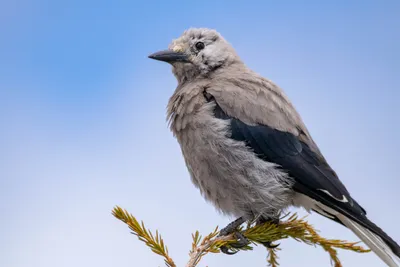 Blue Jay - Голубая сойка. Фотограф Etkind Elizabeth